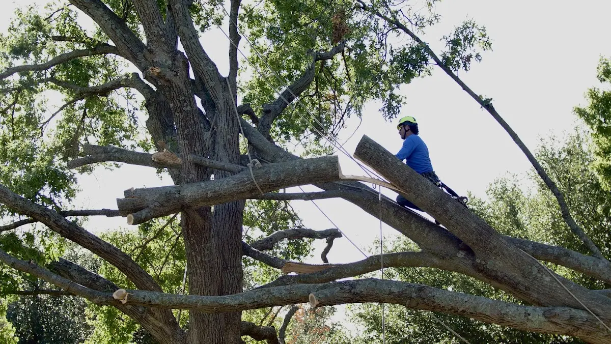 Professional Crown Thinning performed by certified arborists in Otsego